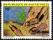 [Insects, type AAD]