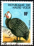 [Animaux domestiques, type ABL]