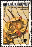 [Flores., tipo ACF]
