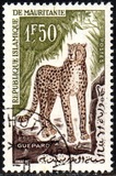 [Animals, type CN]