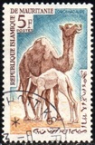 [Animals, type CP]