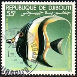 [Djibouti Tropical Aquarium, Вид CY]