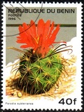 [Flowering Cacti, Tip TV]