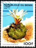 [Flowering Cacti, Tip TY]