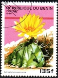 [Flowering Cacti, Tip TZ]