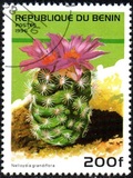 [Flowering Cacti, Tip UA]