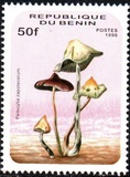 [Fungi, type UV]