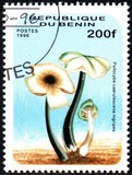 [Fungi, type UZ]