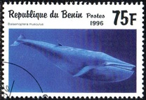 [Marine Mammals, Typ VJ]