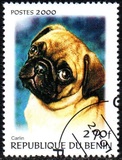 [Not Issued - Dogs, Scrivi QQD]