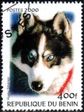 [Not Issued - Dogs, Scrivi QQF]