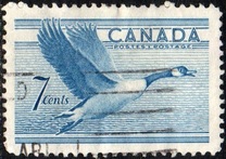 [Birds - Canada Goose, tip GD]
