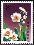 [Narcissi, type CJY]