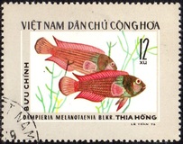 [Fish, type C]