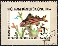 [Fish, type D]