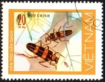 [Beetles, type AM]