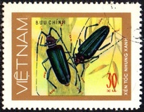 [Beetles, type AN]