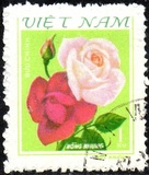 [Roses, tyyppi GA1]