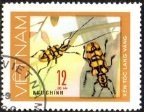 [Beetles, type AL]