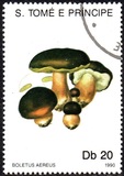 [Fungi, 类型 AAZ]
