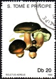 [Fungi, 类型 AAZ]