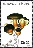 [Fungi, 类型 AAZ]