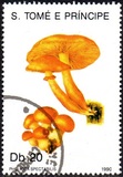 [Fungi, 类型 ABB]