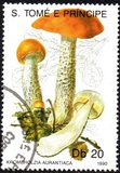 [Fungi, 类型 ABC]