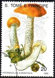 [Fungi, 类型 ABC]
