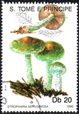 [Fungi, 类型 ABA]