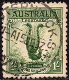 [Superb Lyrebird, тип N]