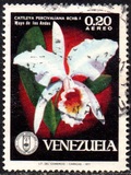 [Orquídeas venezolanas. Aéreos., tipo BSM]