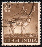 [Spotted Deer, type PE]