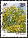 [Flowering Trees, tip ZX]