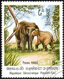 [Indian Elephant, τύπος TH]