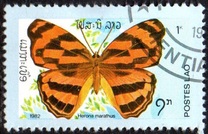 [Butterflies, type UI]