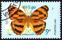 [Butterflies, type UI]