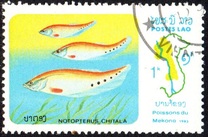 [Fish of Mekong River, Tip YU]