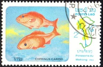 [Fish of Mekong River, Tip YV]