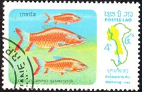 [Fish of Mekong River, Tip YX]