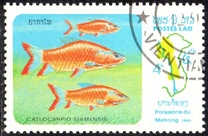 [Fish of Mekong River, Tip YX]