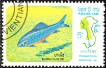 [Fish of Mekong River, Tip YY]