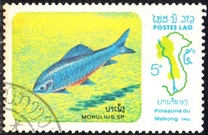 [Fish of Mekong River, Tip YY]