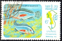 [Fish of Mekong River, Tip YZ]