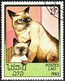 [Domestic Cats, 유형 ZI]