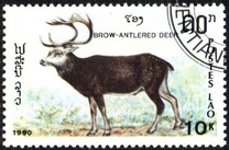 [Mammals, タイプ AUF]
