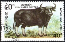 [Mammals, タイプ AUH]