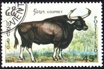 [Mammals, タイプ AUI]