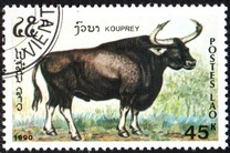 [Mammals, タイプ AUI]