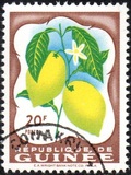 [Fruits in Natural Colors, Tüüp L]